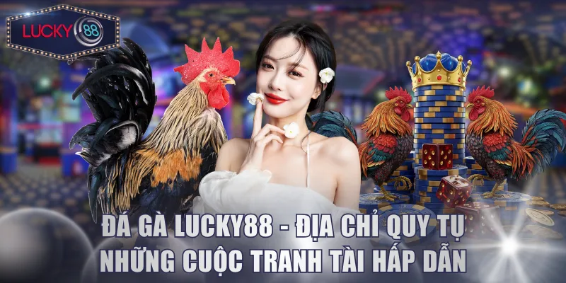 Đá Gà Lucky88 - Địa chỉ quy tụ những cuộc tranh tài hấp dẫn