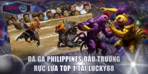 Đá Gà Philippines Đấu Trường Rực Lửa Top 1 Tại Lucky88
