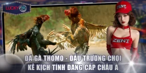 Đá Gà Thomo - Đấu Trường Chọi Kê Kịch Tính Đẳng Cấp Châu Á