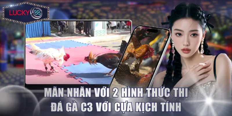 Mãn nhãn với 2 hình thức thi đá gà C3 với cựa kịch tính