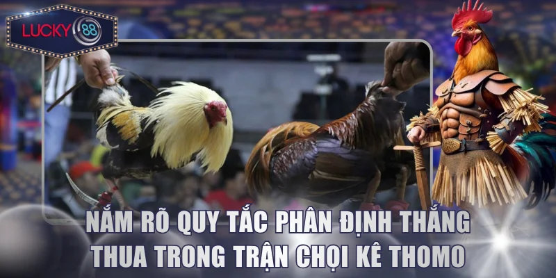 Nắm rõ quy tắc phân định thắng thua trong trận chọi kê Thomo